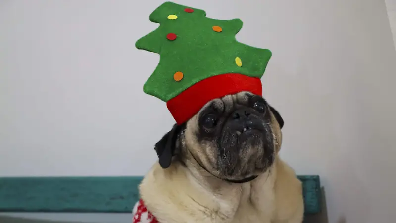 251208_ROPA NAVIDEÑA PARA MASCOTA_HA_7